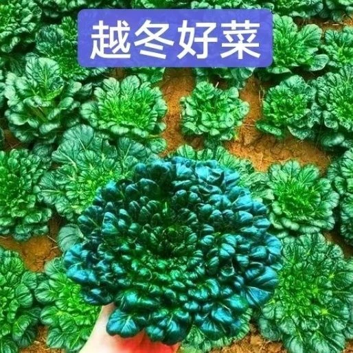 耐寒小八叶乌塌菜耐旱八叶乌塌菜种子乌塌菜种子大全北方