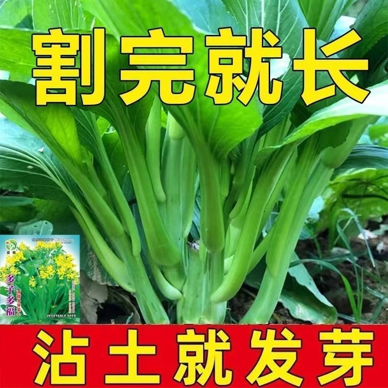 芽菜心多多子多福 蔬菜种子广东菜菜苔春夏秋季种子甜菜