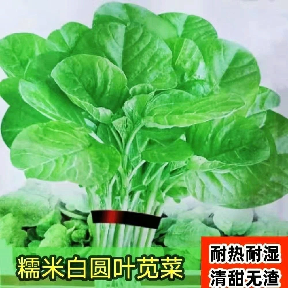 高产良种】糯米白圆叶苋菜种子新籽四季种速生蔬菜种子大全青苋菜