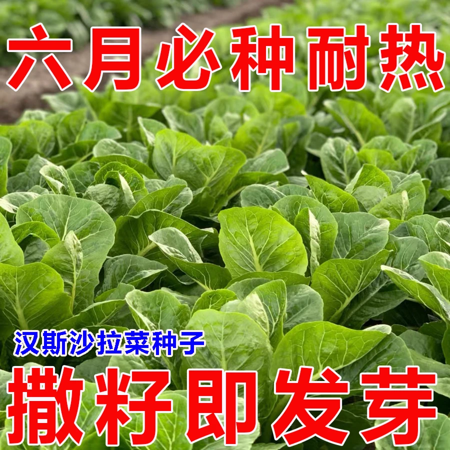 【汉斯沙拉菜】种子菜种大全耐热夏季立春播精选汉斯沙拉菜YL1