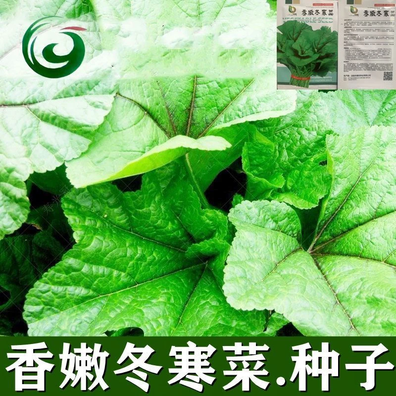 香嫩冬寒菜种子冬苋菜蔬菜种子四季易种阳台盆栽糯米冬寒菜易发芽