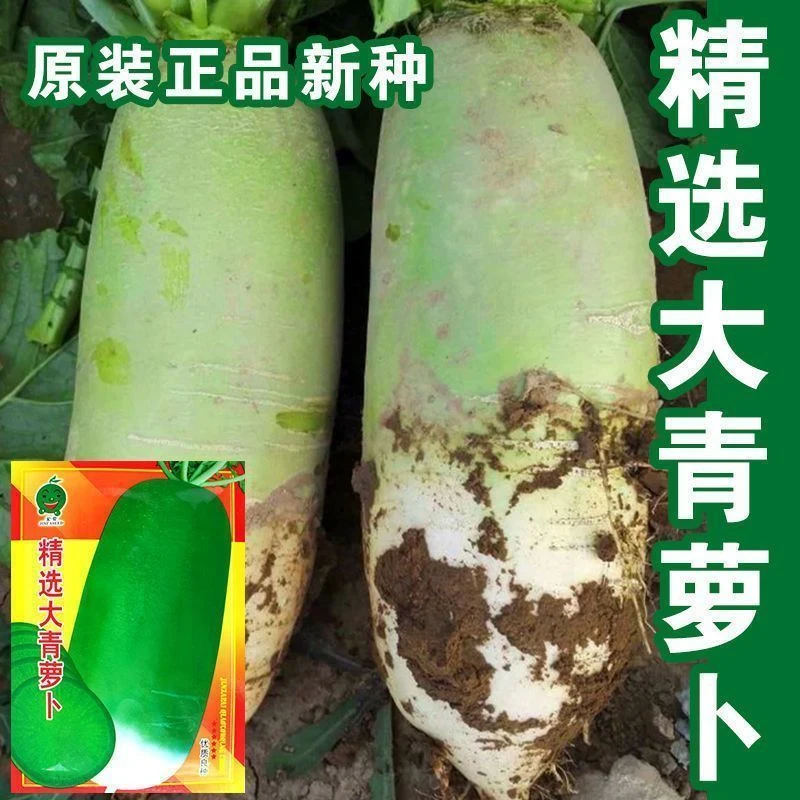 精选大青萝卜种子露头青萝卜籽生吃脆甜萝卜四季播萝卜籽蔬菜种孑