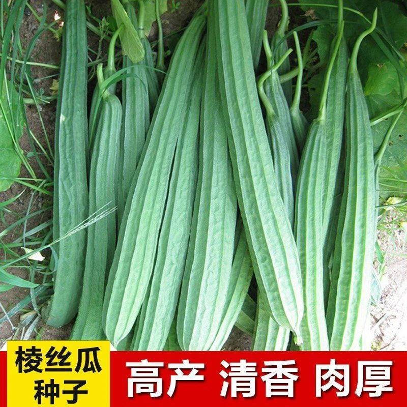 香嫩棱角丝瓜种子八棱丝瓜八角丝瓜广东丝瓜种子皮薄肉厚蔬菜种籽