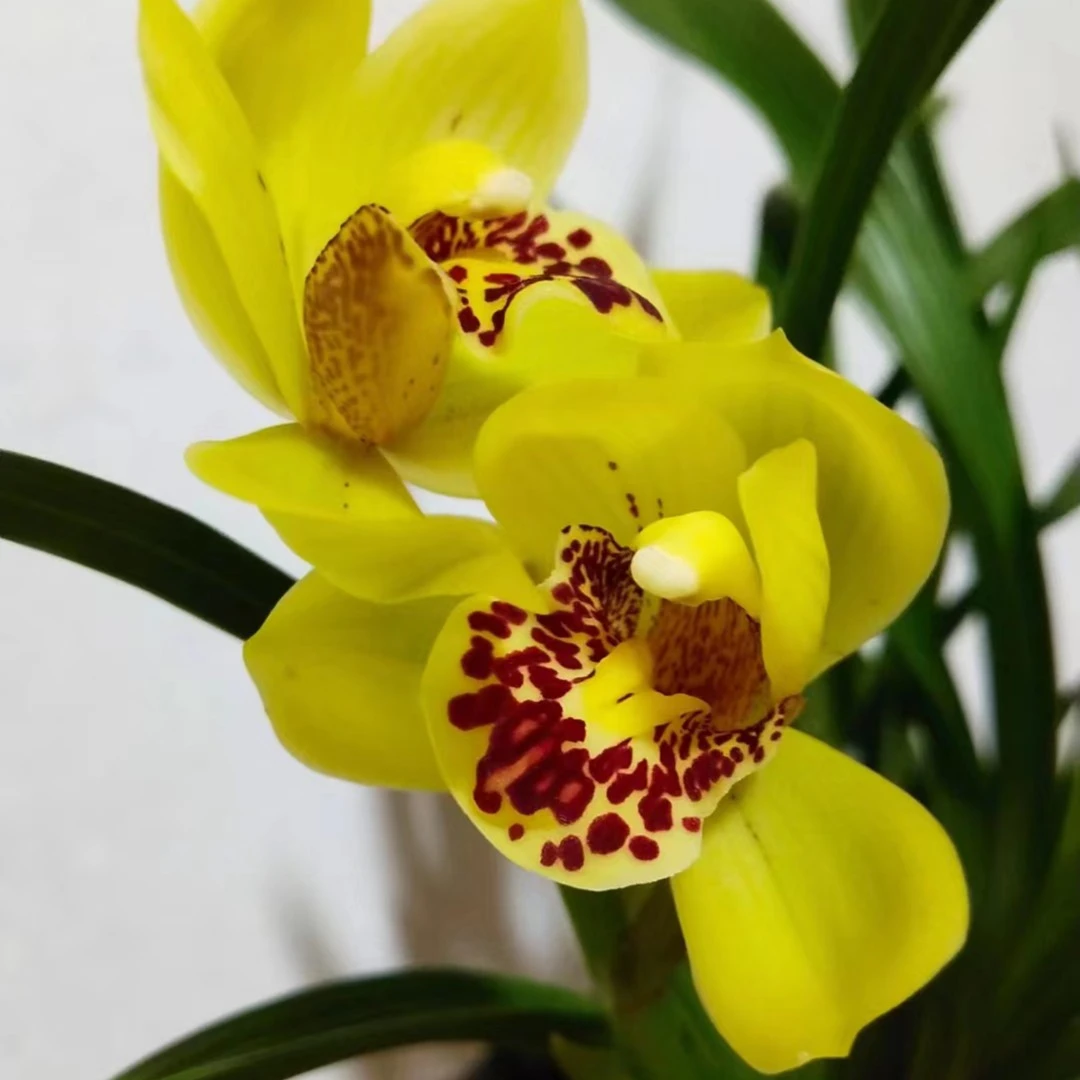 金中国（不带花苞）四季建兰金色荷瓣兰花绿植盆栽