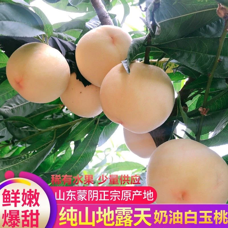 【稀有品种 脆甜多汁】正宗蒙阴奶油大白桃新鲜现摘精选大果脆甜