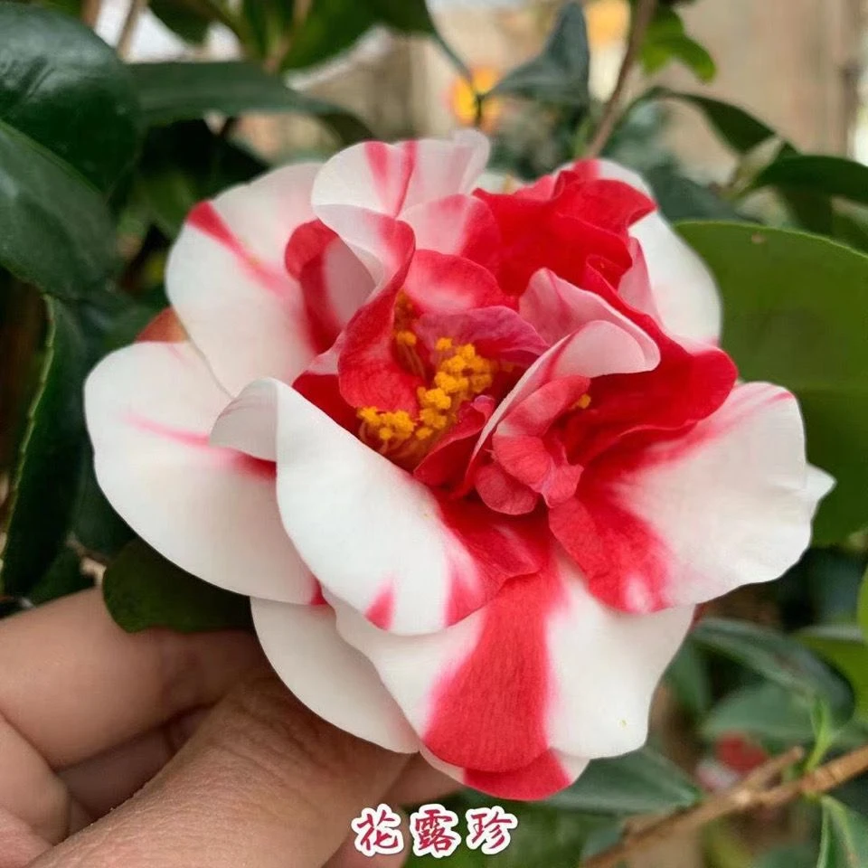 山茶花品种苗-花露珍-花蝴蝶-花绣球【开花多变,艳丽,复色】