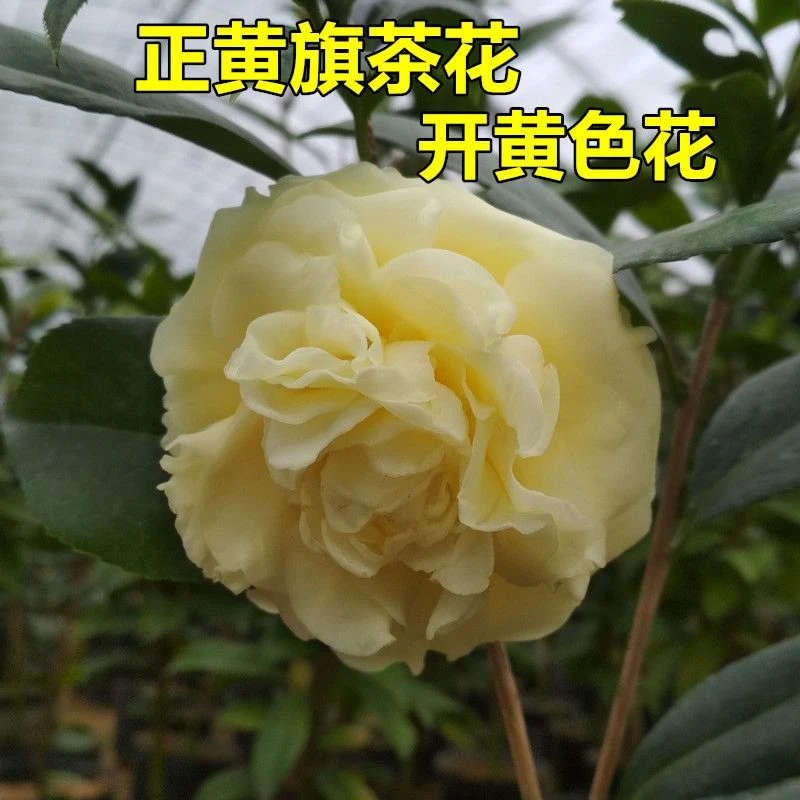 山茶花-正黄旗-珍贵稀有品种-无花苞