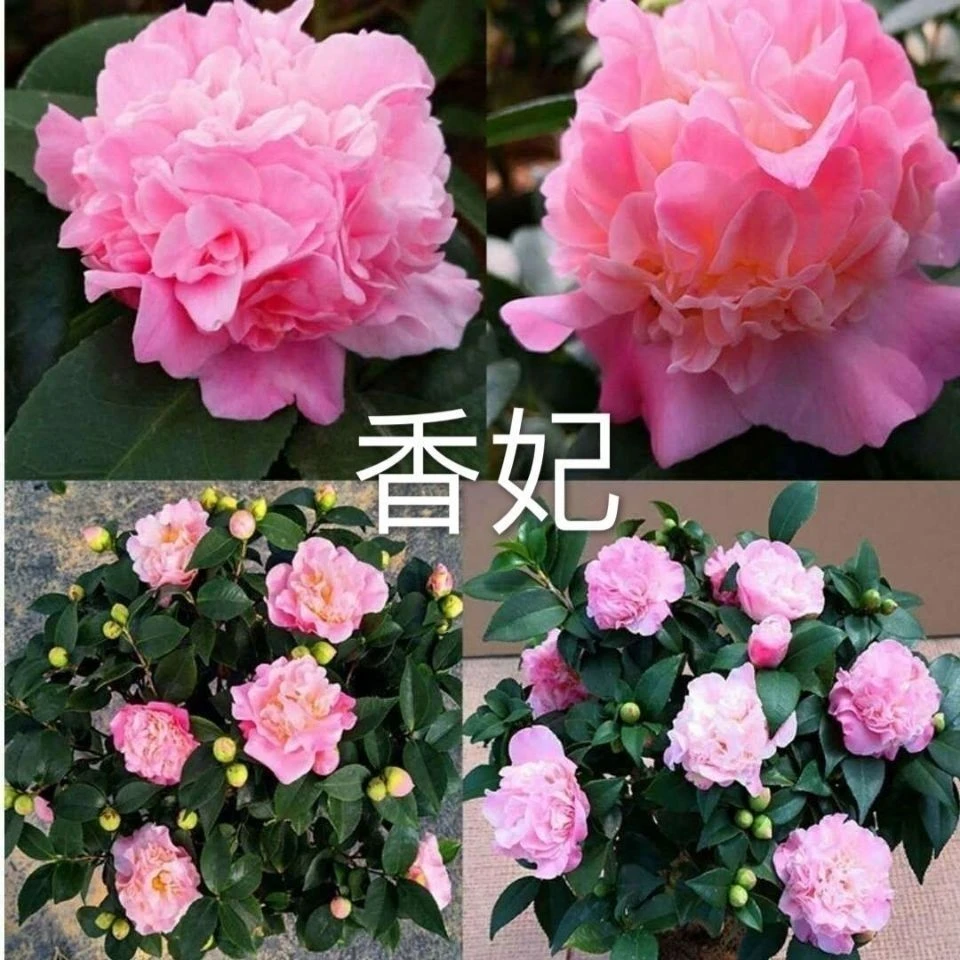 山茶花-香妃-开花浓香型-粉色-中