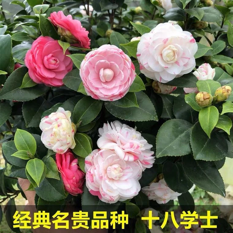 山茶花-十八学士-品种苗(开一到两三个颜色）