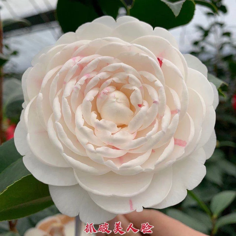 山茶花-抓破美人脸-珍贵稀有品种