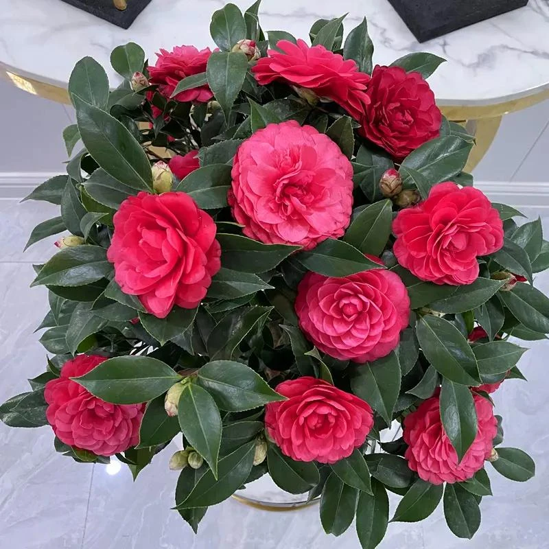 山茶花-红赤丹（多型赤丹中国大红六角大红）