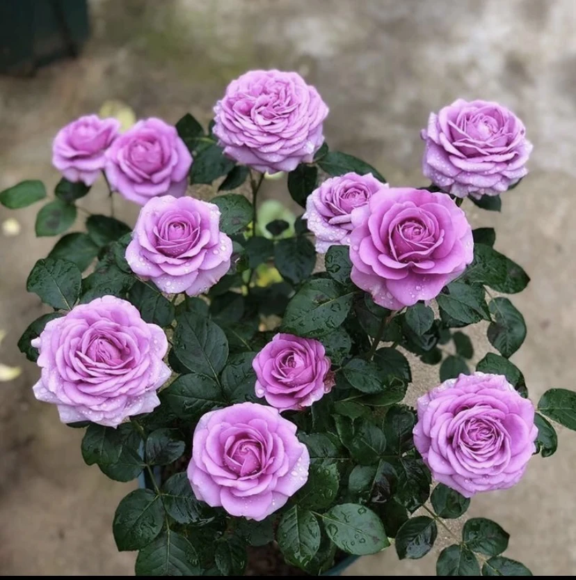 水星王 一盆多棵四季开花丰花勤花 抗病耐热耐寒阳台盆栽花园