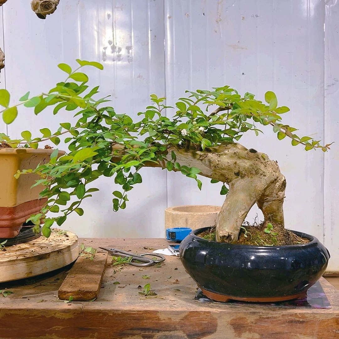 【闪购商品】红陶20CM（含）-50CM（不含）用****3
