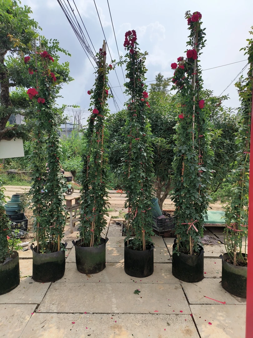 庭院大花爬藤月季蒂娜