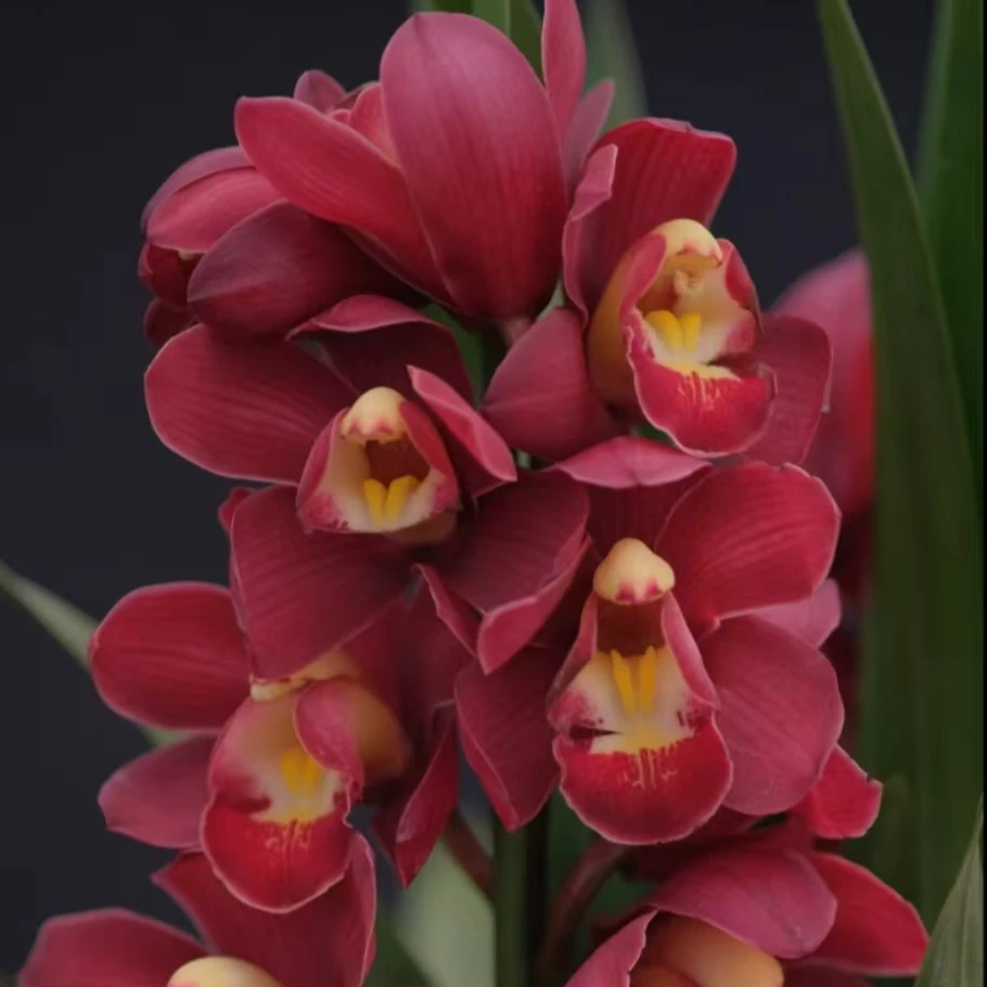 落地款大红袍 8支剑  红色大花蕙兰 年宵花 花苞发货 190#