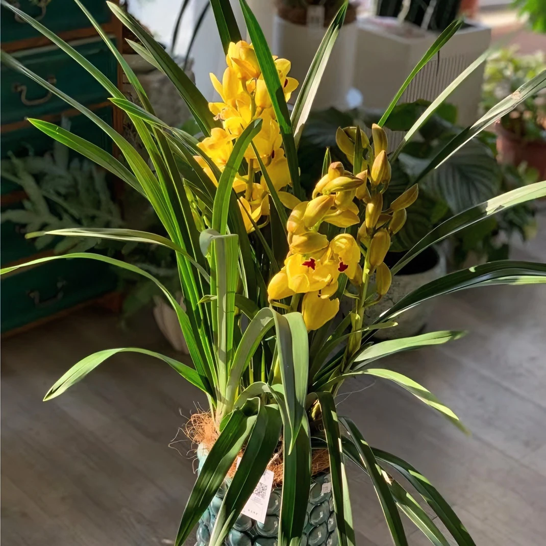 合生花境大花蕙兰  黄色年宵花    岁月4支花剑   花苞发货（210#）