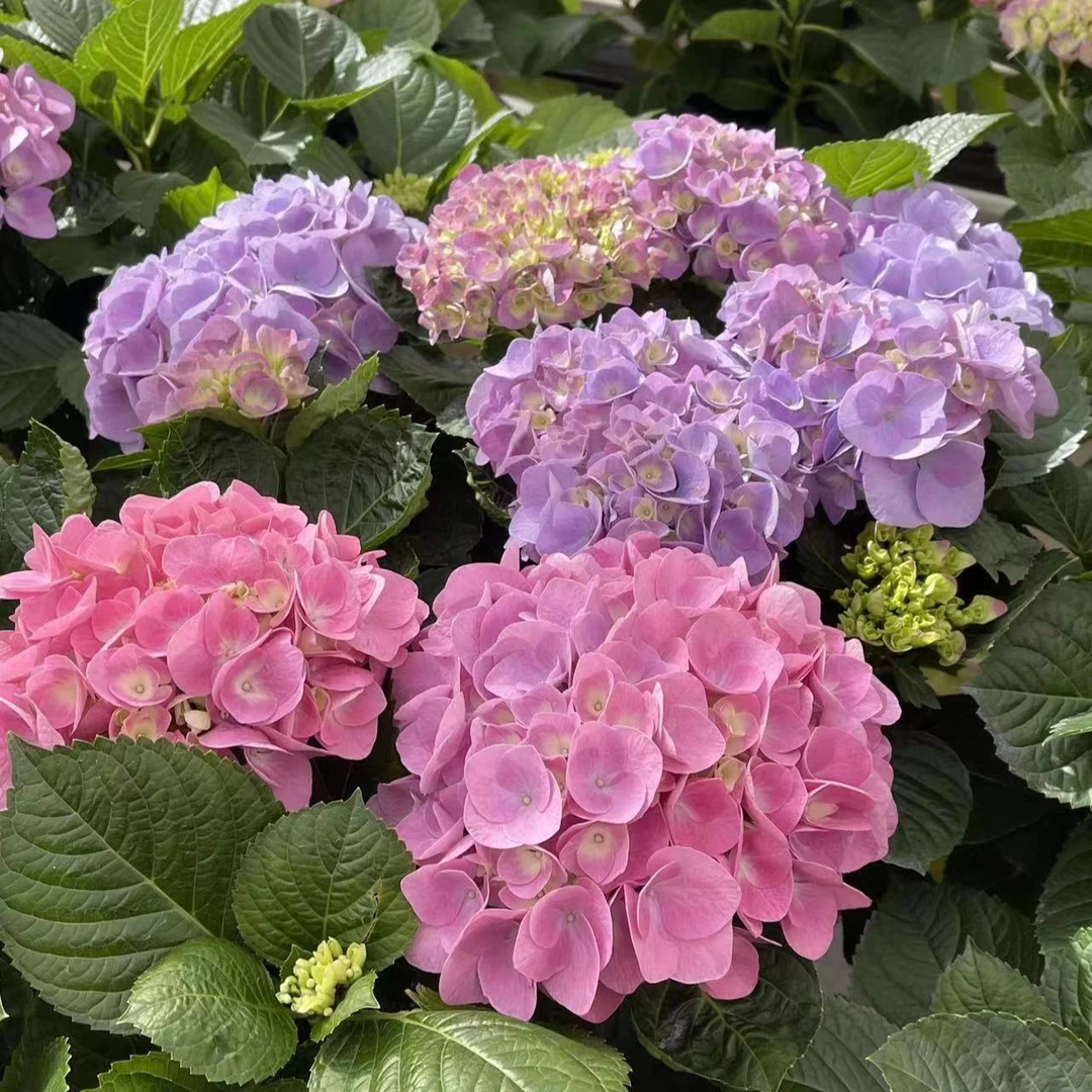合生花境萨日娜  绣球花盆栽 花卉 5个花头  带花苞发货（180#）