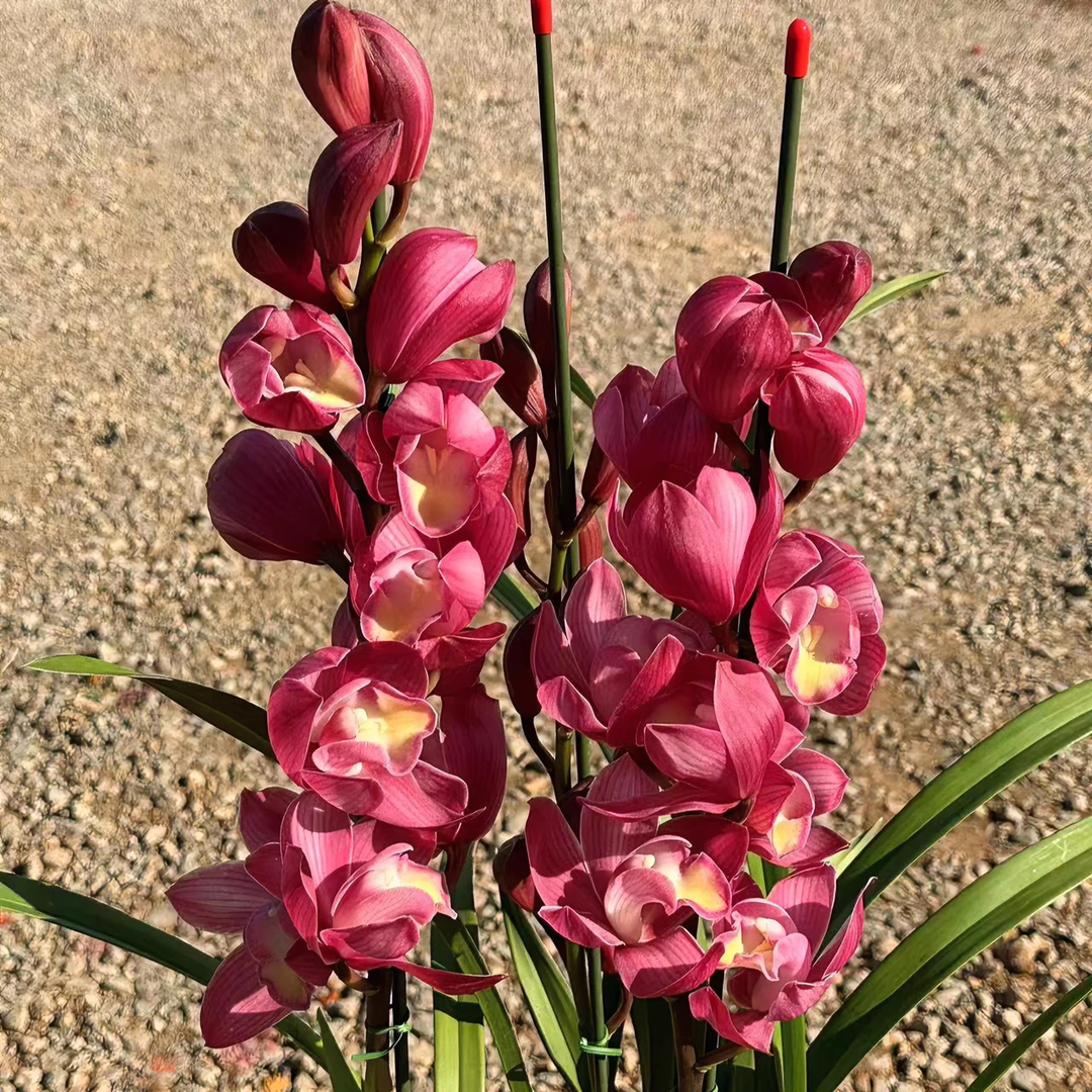 合生花境兰花大花蕙兰1431粉美人3支花剑带花苞发货（150#）