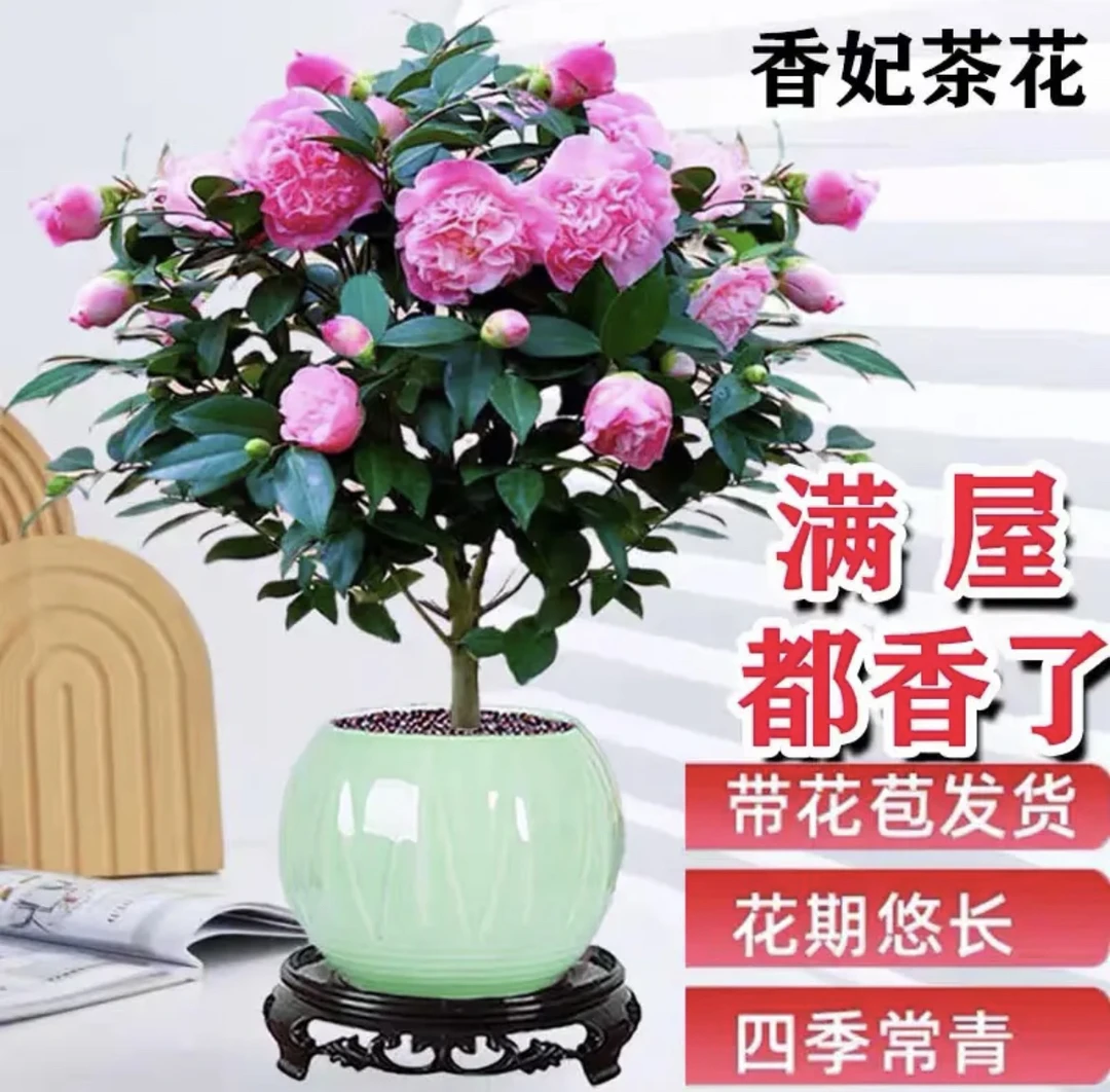 【小雷家花卉】香妃茶花 带露色花苞 福建发货  庭院 室内 阳台