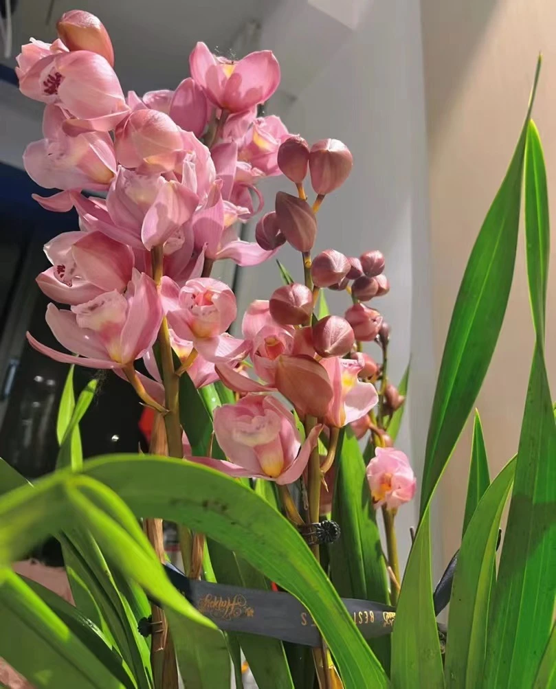 【福星】大花惠兰，年宵春节盆栽四季好养活，送礼好物