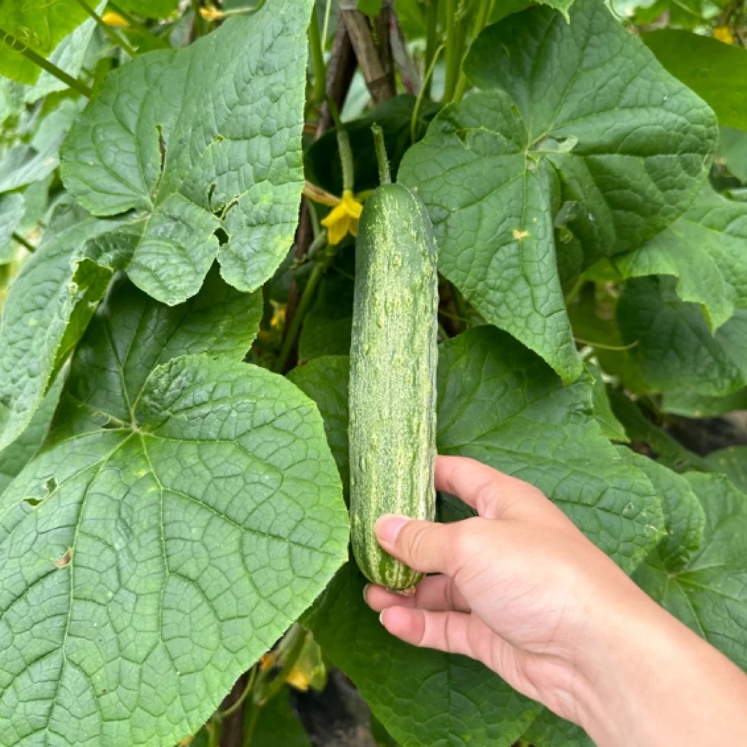 【黑哥专享】贵州农家露天种植老品种黄瓜