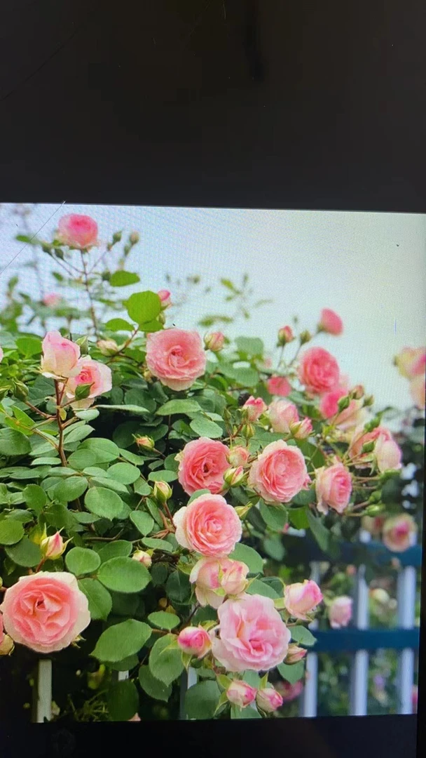 藤本月季藤小伊一枝多头勤花