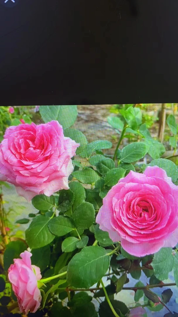 爬藤月季,欢迎一枝多头勤花
