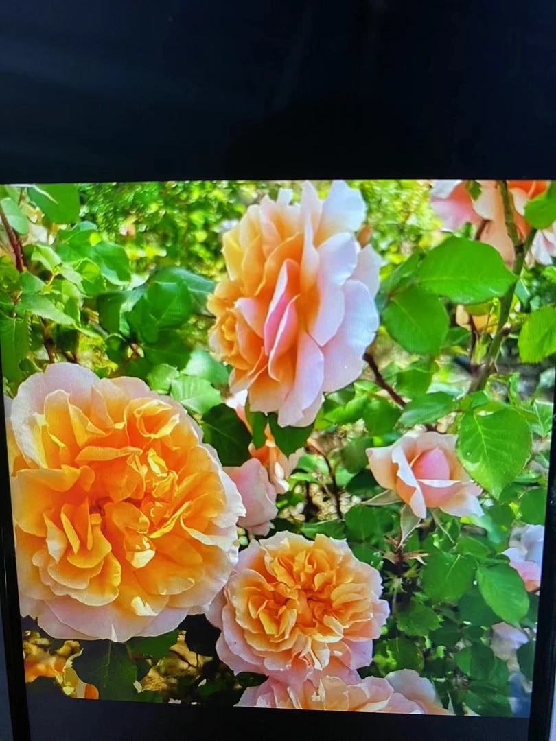 爬藤月季，苏维尔希泥，一枝多头勤花