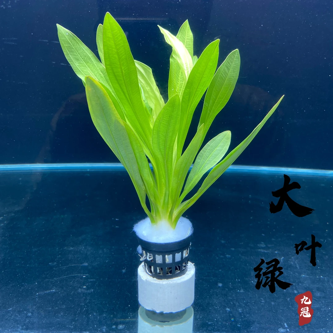 大叶绿九冠迷你九冠水草大型鱼缸装饰造景中后景水草阴性净化水质