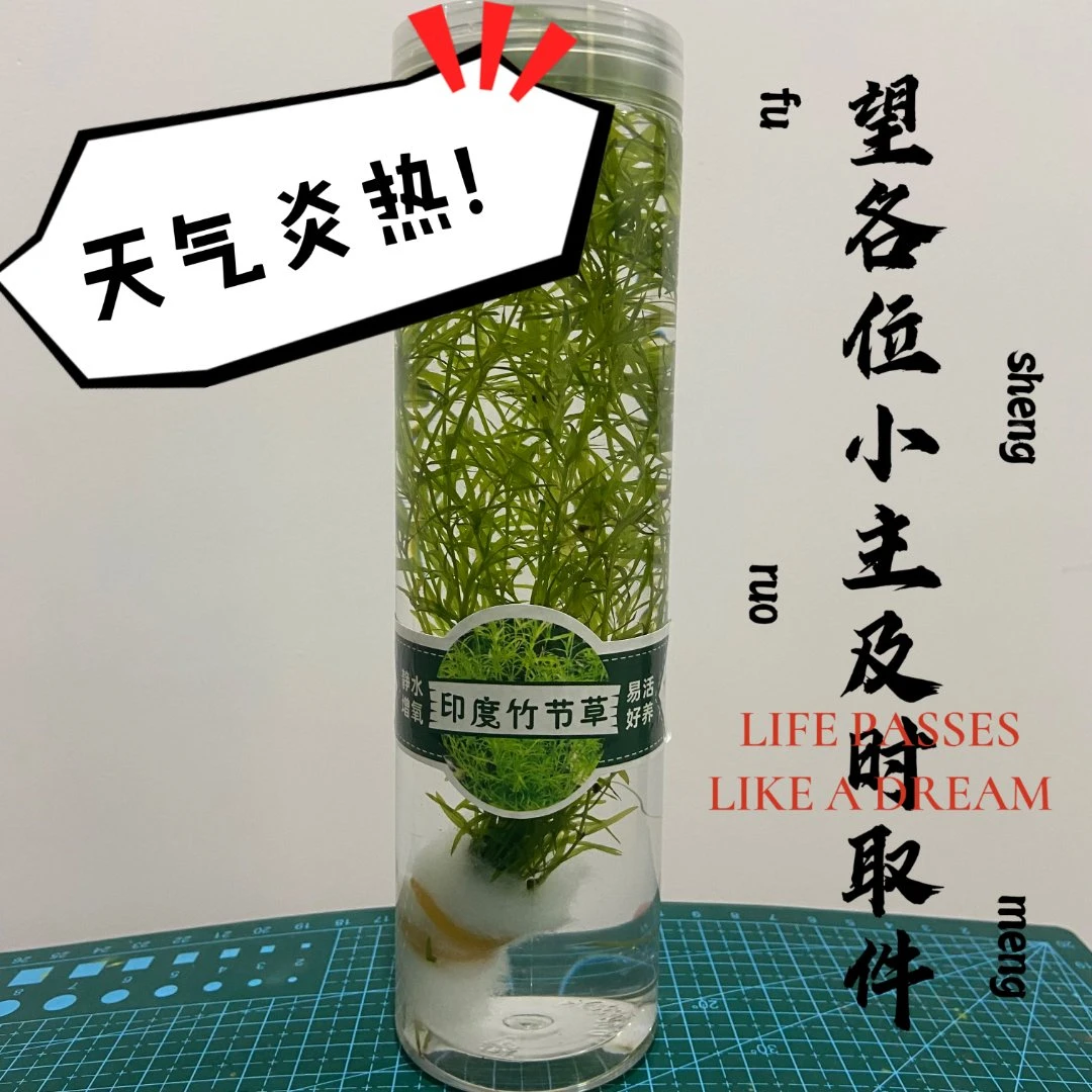 印度小竹节草植物孔雀鱼虾躲避中后景淡水新手水下叶水草净化水质
