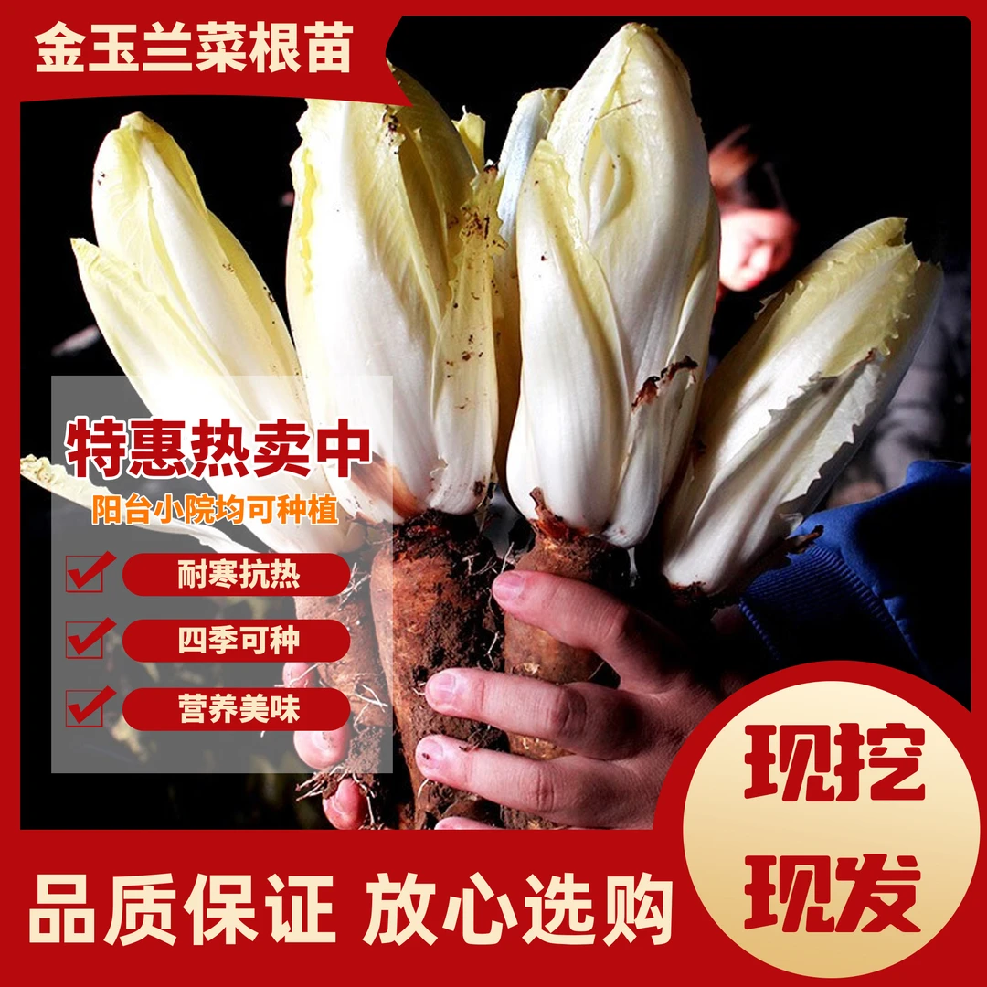 金玉兰菜菜根软化菊苣四季多年生阳台盆栽白玉兰菜种籽耐寒特惠