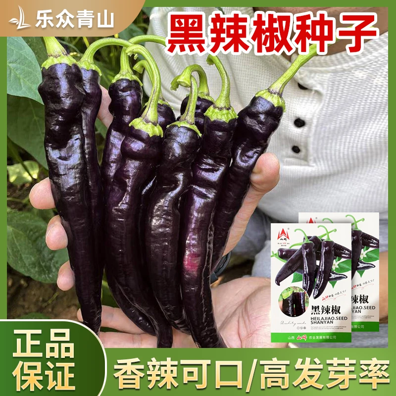 黑美人辣椒种子籽四季家庭阳台种植黑紫色辣椒蔬菜瓜果苗黑辣椒种