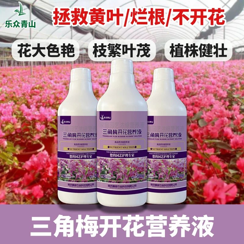 【三角梅开花营养液】梅花专用促花爆花花肥喷施