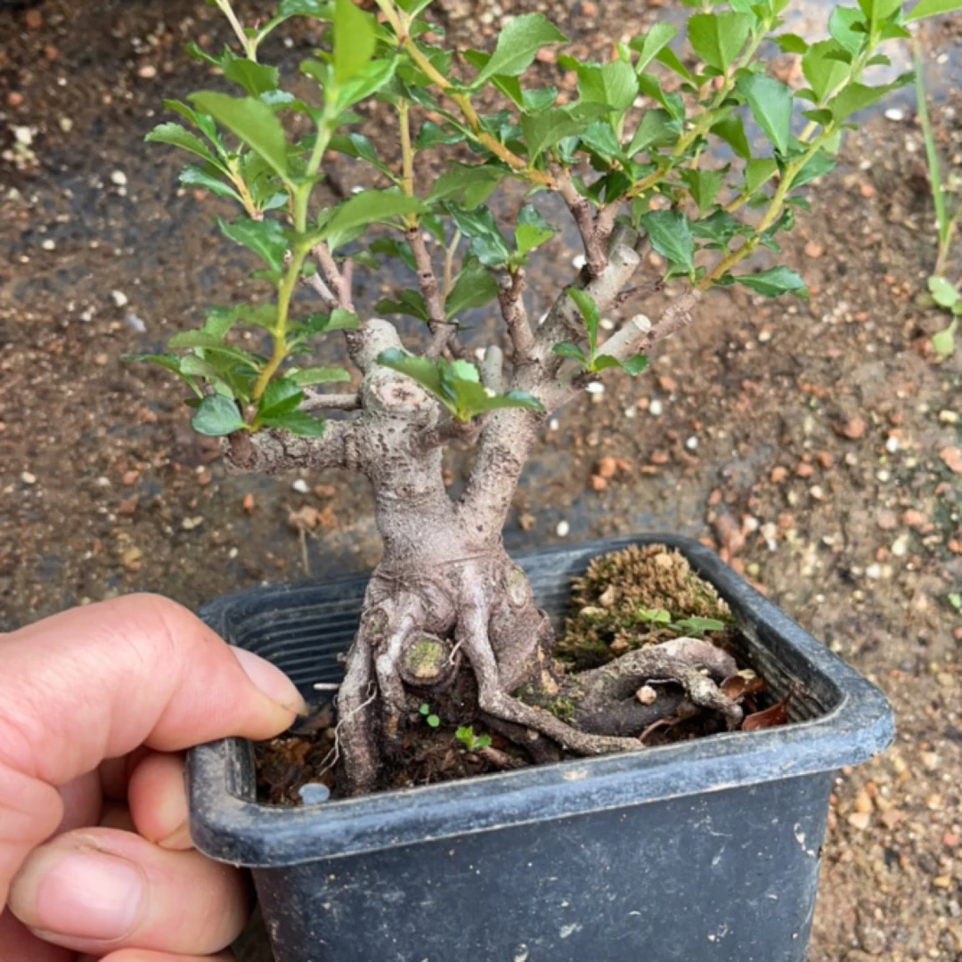 海棠花 长寿梅 一物拍