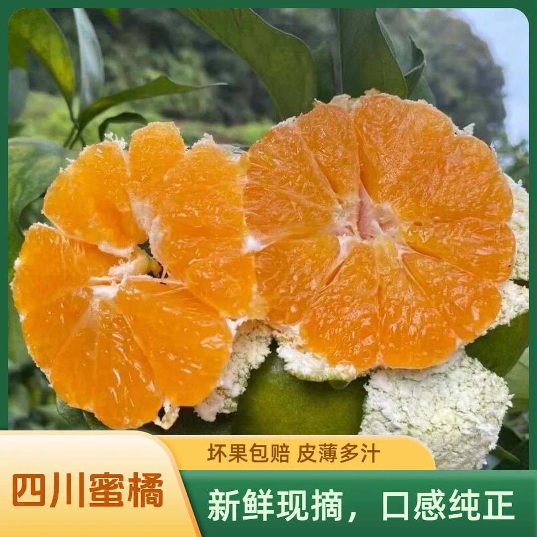 四川应季鲜果青皮蜜橘桔子酸甜多汁皮薄肉厚无籽基地现摘新鲜薄皮
