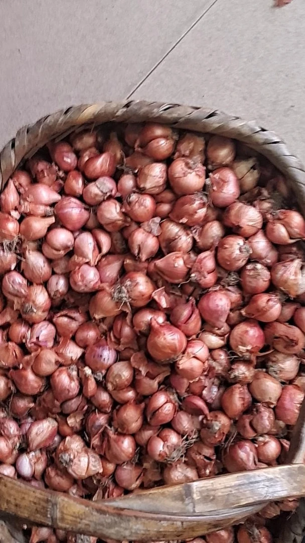 正宗东北小毛葱种子新鲜农家特产红葱头火葱头
