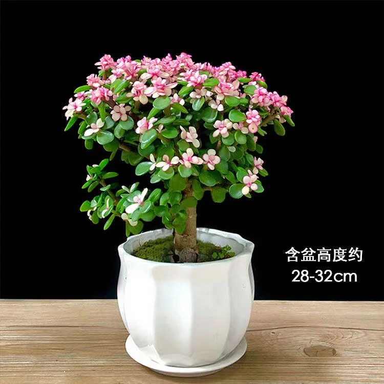 年宵花金枝玉叶盆栽基地老桩造型粉色植物好养绿植肉肉聚集雅乐