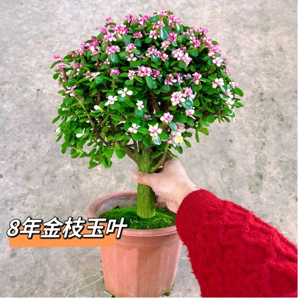 金枝玉叶盆栽老桩造型多肉粉色植物好养绿植肉肉花卉雅乐之舞好养