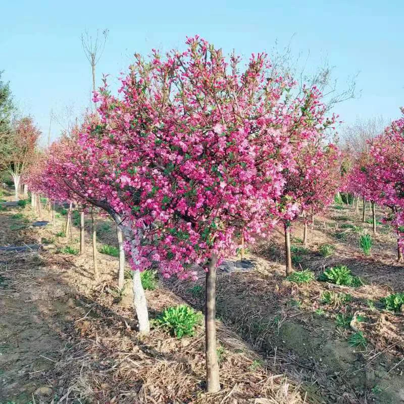 庭院花卉垂丝海棠花南北方栽种耐寒花卉