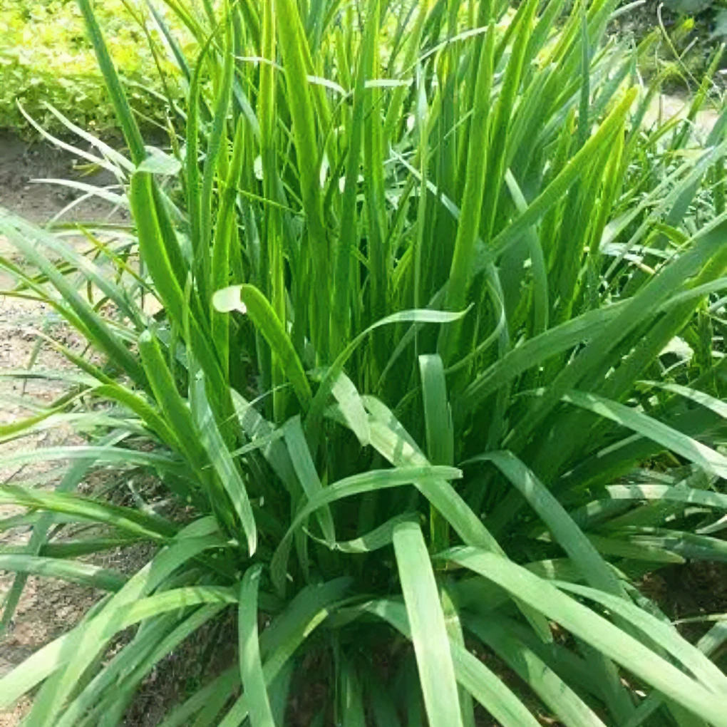 芳芳源上海本地韭菜 鲜嫩可口 净重3斤 净重5斤