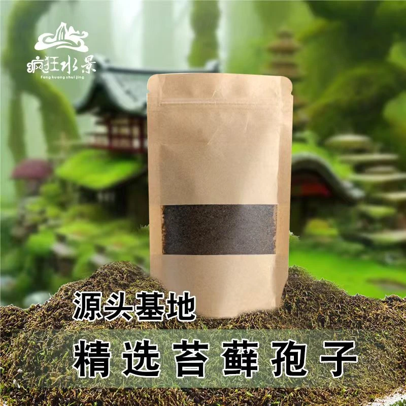 苔藓种子孢子粉上水石盆景铺面青苔吸水石微景观草籽庭院绿化草坪