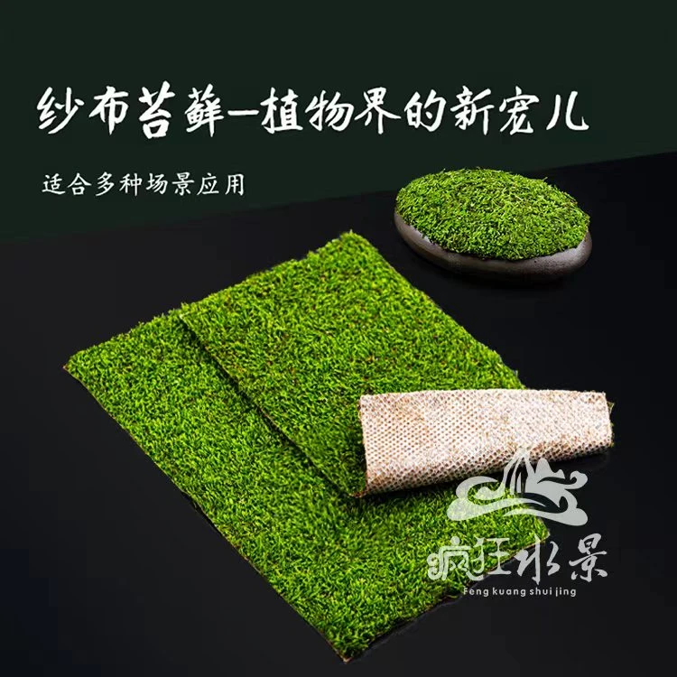 鲜活苔藓微景观盆景蒲面青苔纱布短绒小灰苔藓庭院草皮雨林水陆缸
