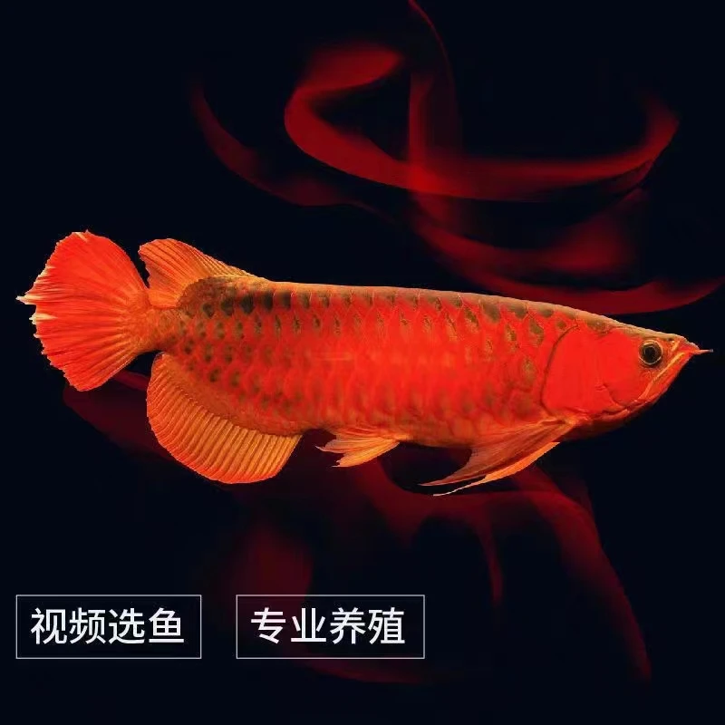 印尼红龙包子大湖鱼大湖苗养鱼发货活体（拍过水和下缸视频）