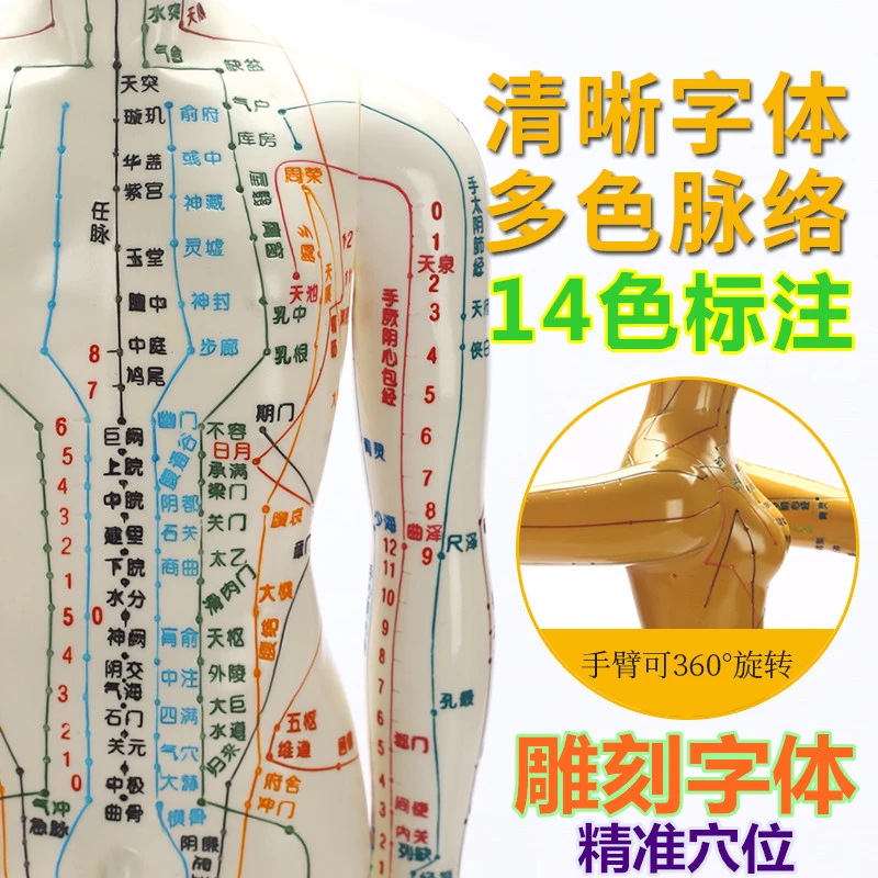 家用人体经络穴位模型中医按摩穴位艾灸美容穴位针灸穴位经络小人