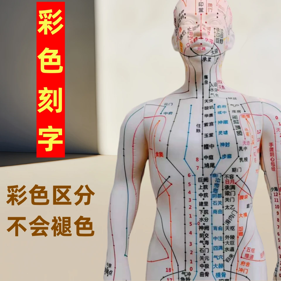 人体穴位模型彩色区分不褪色十二经络穴位模型清晰刻字针灸小皮人