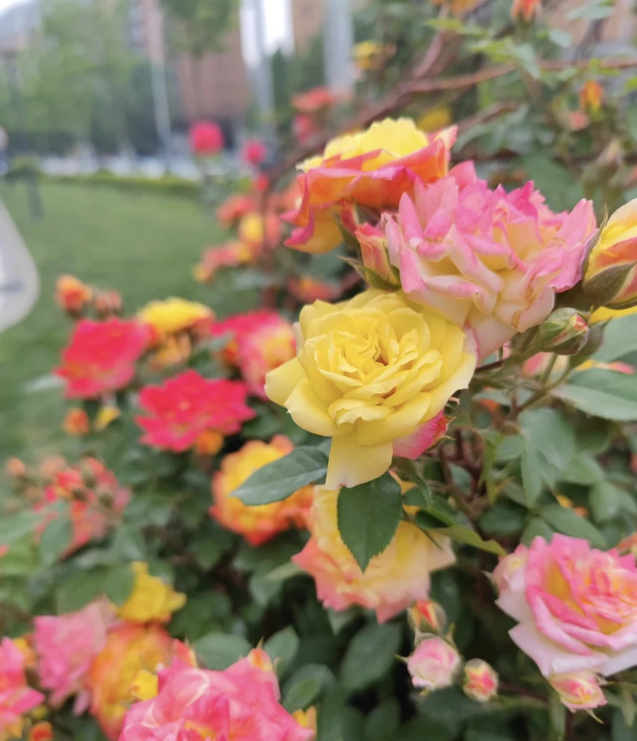 【藤彩虹】棒棒糖树桩月季多季开花庭院阳台盆栽变色龙彩色月季