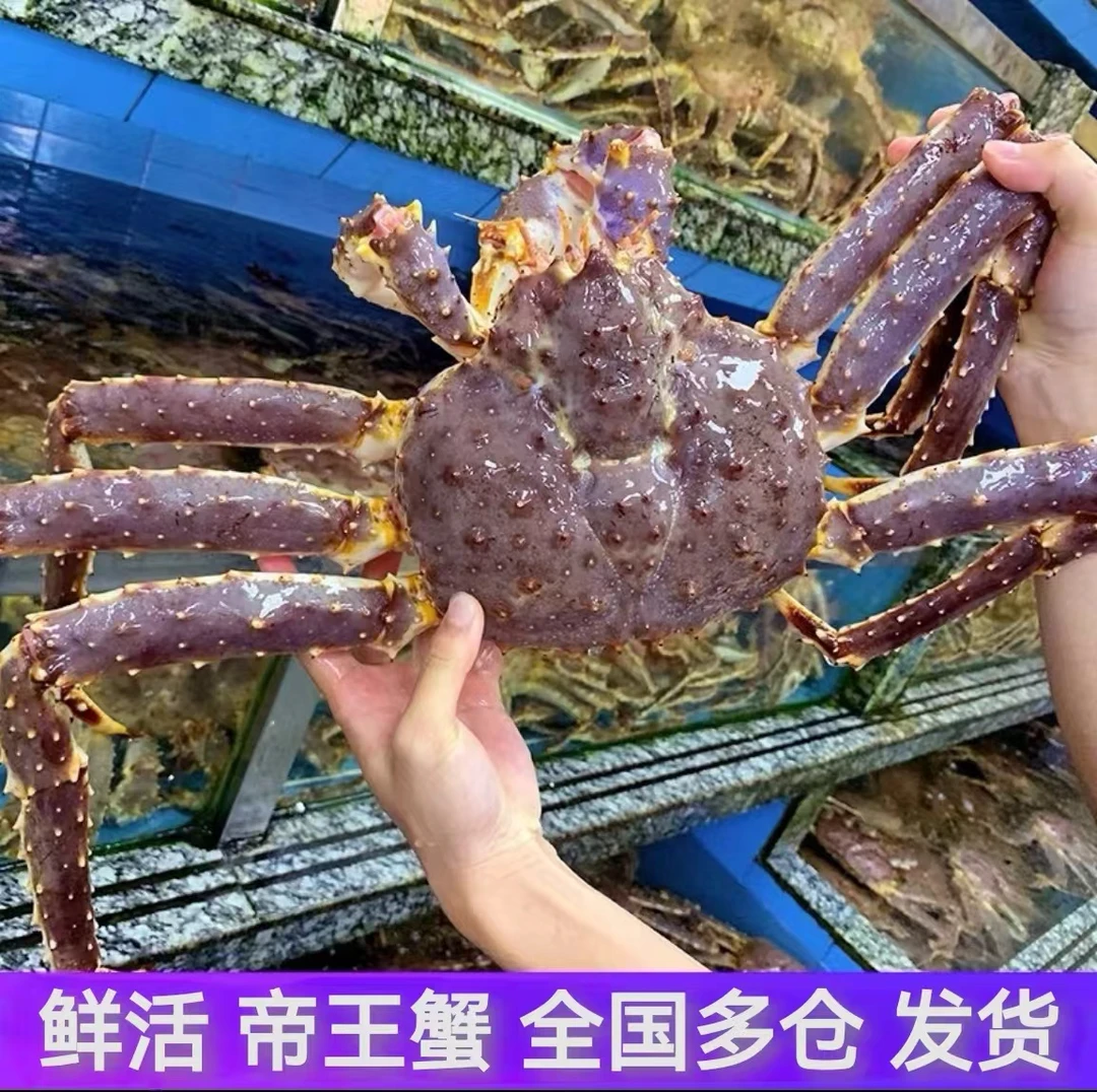 鲜活帝王蟹 广东浙江江苏上海安徽包活到家/其他地区包鲜不包活