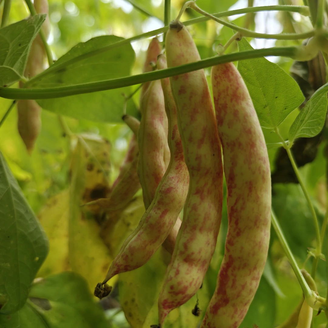 伊春农村大棚黄金钩豆角五斤包邮