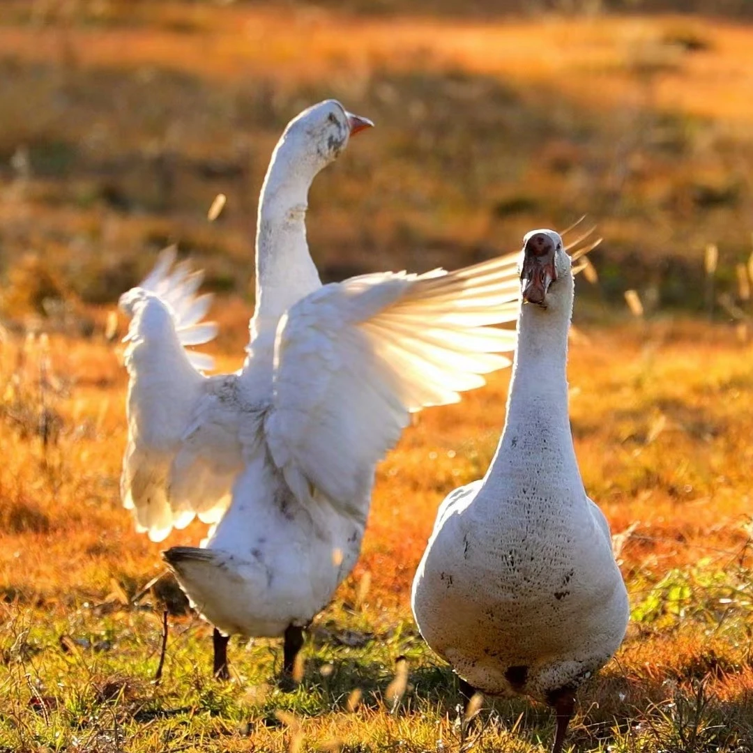 九月喊你品尝嘉荫农村散养溜哒鸡和鹅