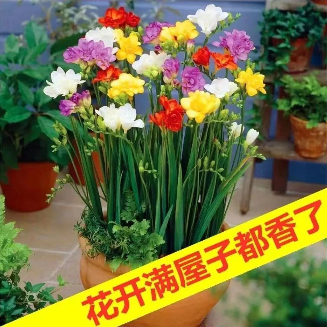 香雪兰种球小苍兰香水兰阳台庭院浓香型花卉耐寒好养活种球